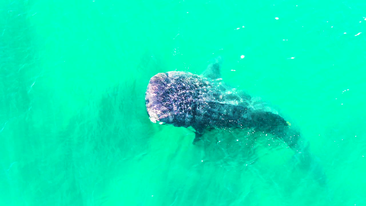 Overhead frame of the whale shark swimming through turquoise water at Bahia De Los Angeles, Mexico, with its head and body visible and no visible people.