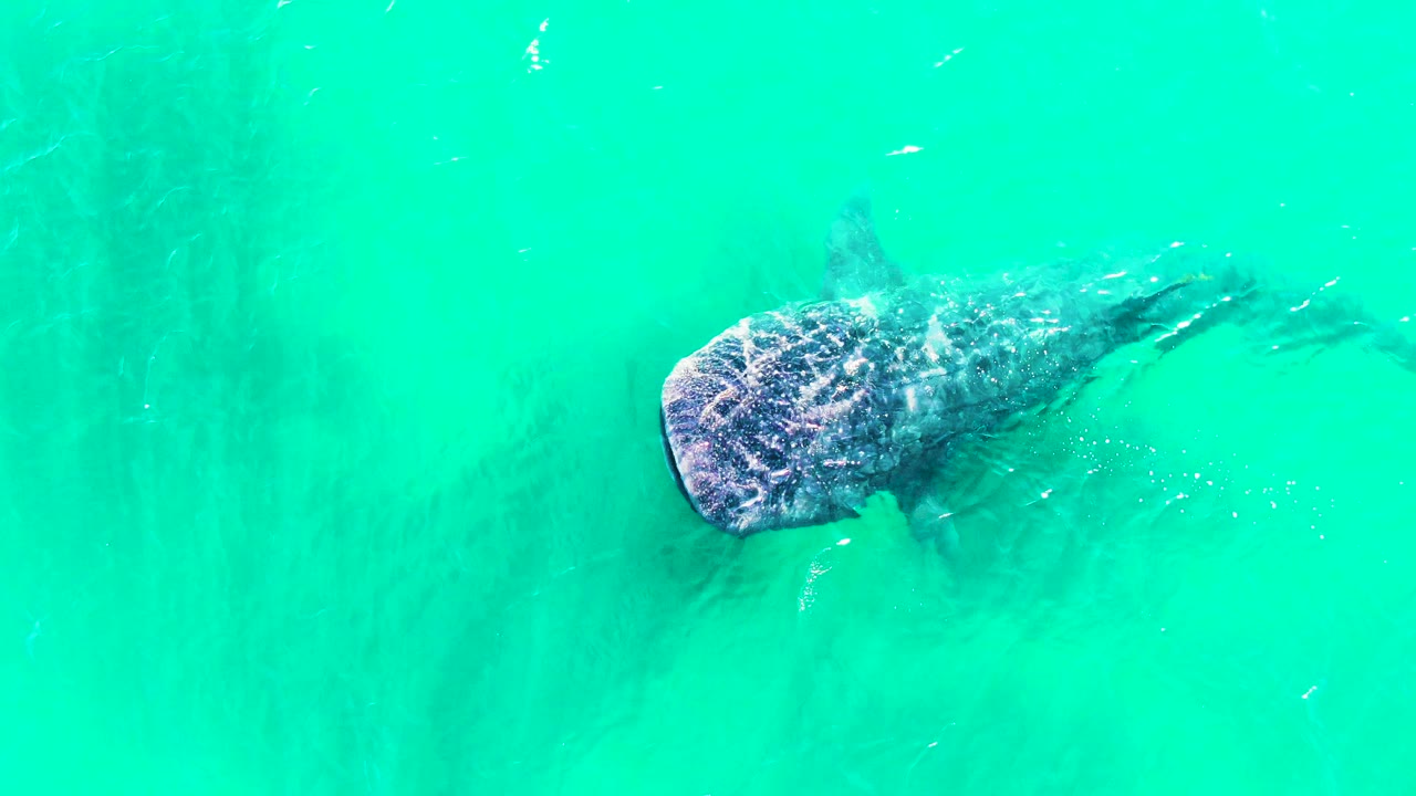 Whale shark below turquoise water viewed from above