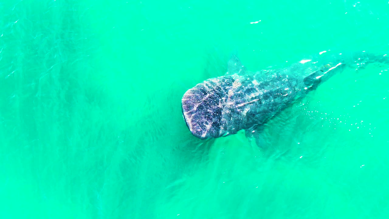 The whale shark remains near the center of the overhead frame in Bahia De Los Angeles, with its spotted head and body visible beneath bright water and no visible people.