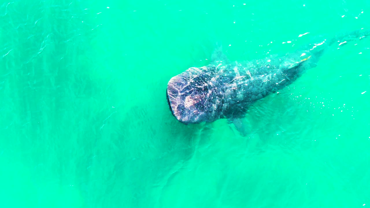 A top-down view shows the whale shark angled across the turquoise water in Bahia De Los Angeles, with small fish nearby and no visible people.