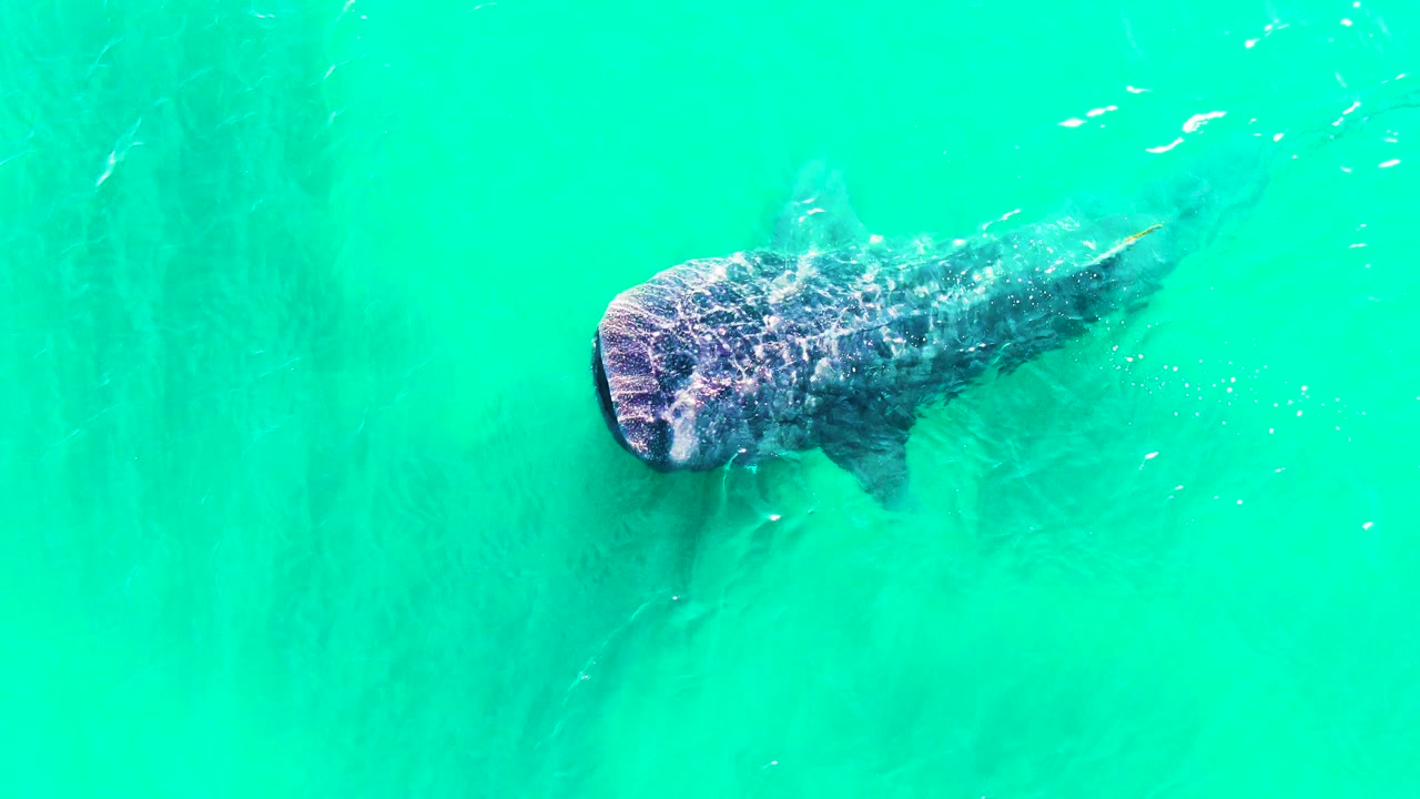 The whale shark appears slightly larger in the overhead frame from Bahia De Los Angeles, with its broad head under the water surface, nearby small fish, and no visible people.