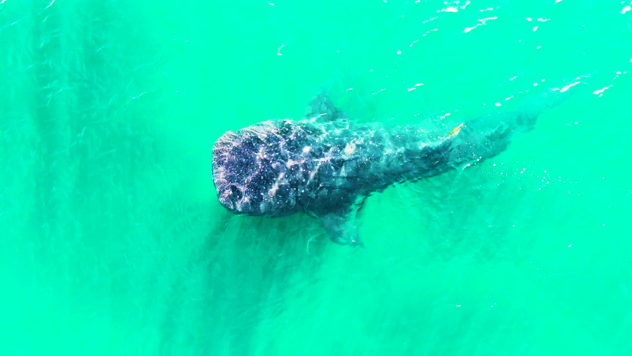 Whale shark swimming below turquoise water from above.