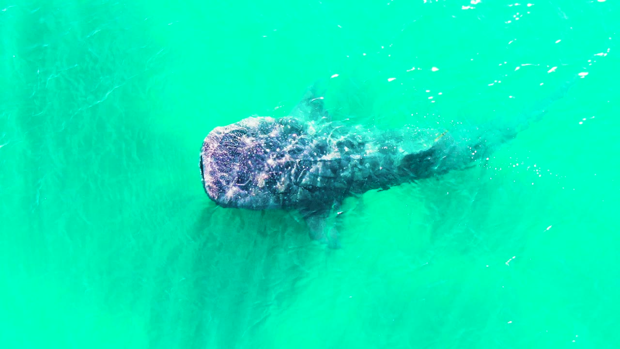 The whale shark remains near the upper part of the frame in clear turquoise water, with bright ripple highlights crossing its head and no visible people.