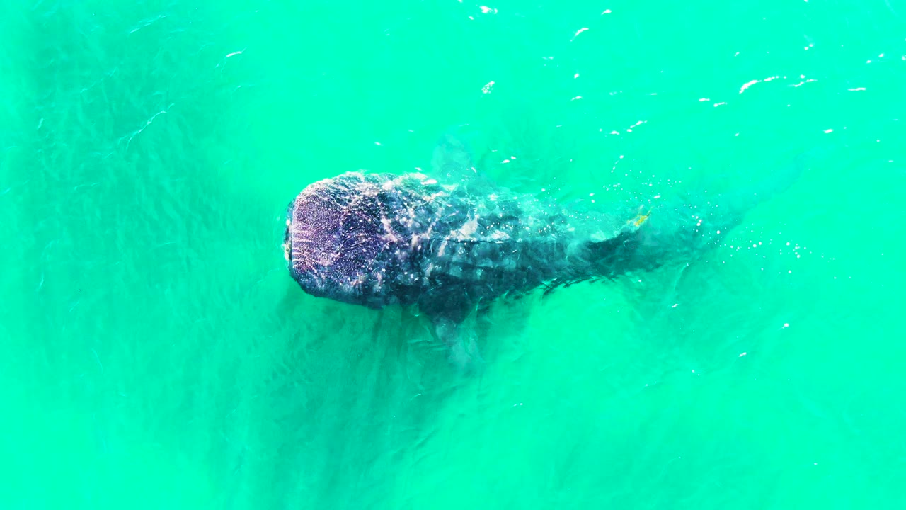 Overhead frame of the whale shark gliding across turquoise water in Bahia De Los Angeles, Mexico, with its tail fading into darker underwater shadow and no visible people.
