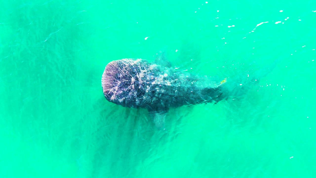 The whale shark sits lower and left in the aerial frame, partly covered by surface sparkle in clear turquoise water with no visible people or vessels.