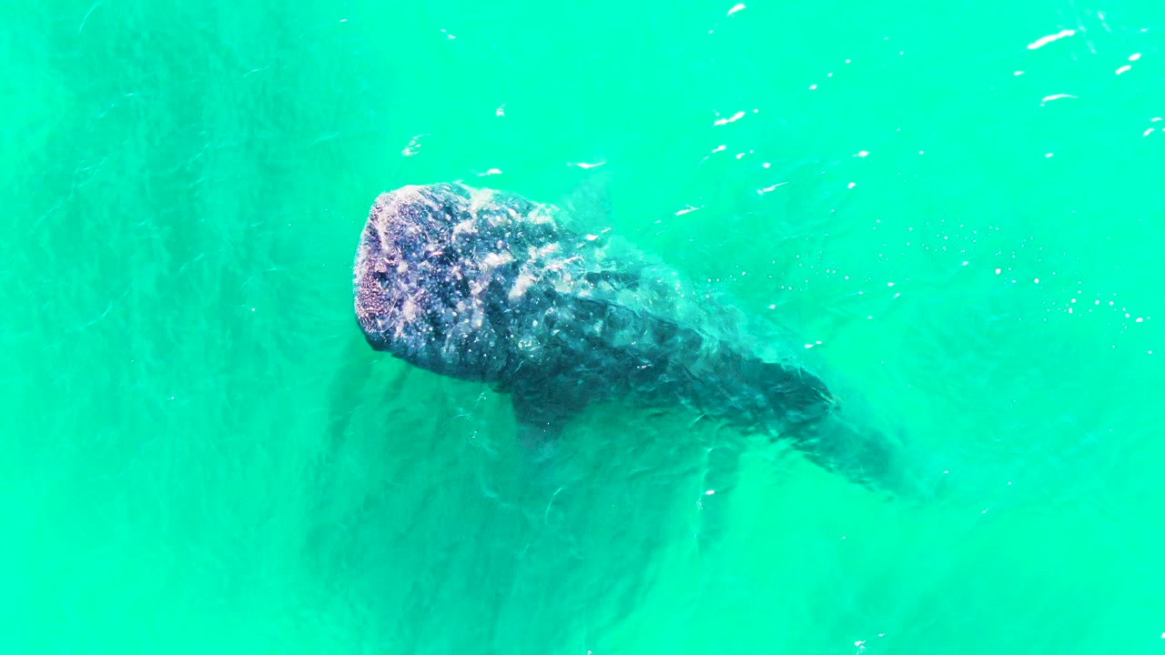 Overhead view of a whale shark near the left side of the frame in turquoise water at Bahia De Los Angeles, with scattered small fish and no visible people.