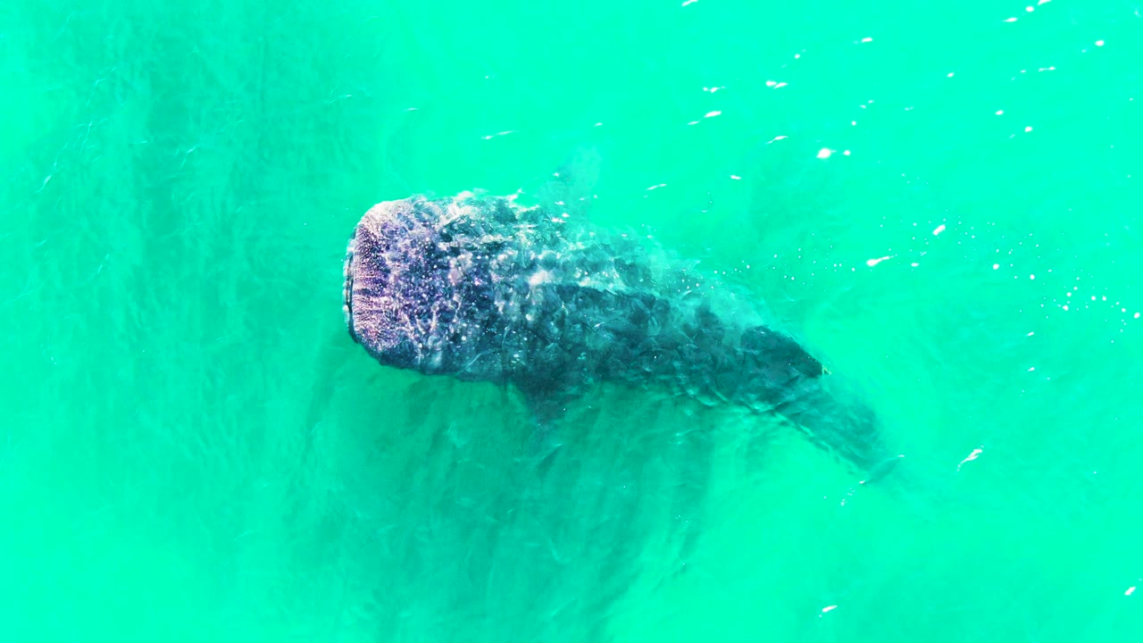 Whale shark centered in clear turquoise water with fish around it.