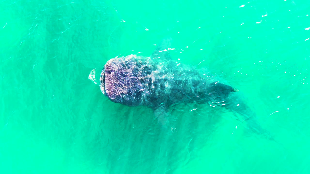 The whale shark has progressed toward the upper right of the overhead frame in Bahia De Los Angeles, with a darker tail form trailing in the water and no visible people.