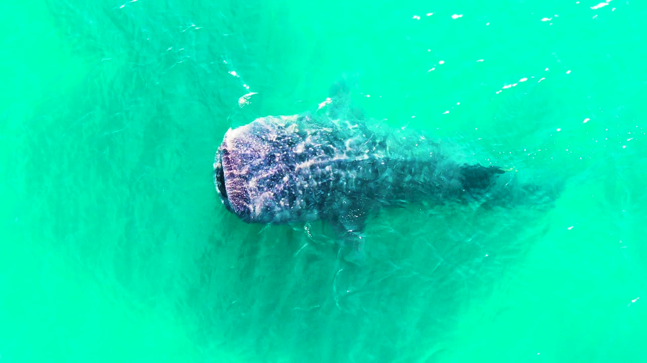 Overhead frame of a whale shark just under turquoise water in Bahia De Los Angeles, Mexico, with its patterned head near the left side and no visible people.