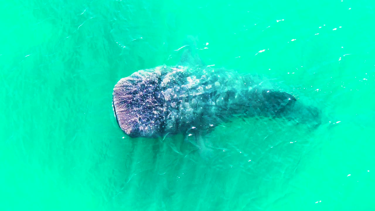 A whale shark remains centered under the turquoise surface in Bahia De Los Angeles, Mexico, with sunlight patterns crossing its broad head and no visible people.