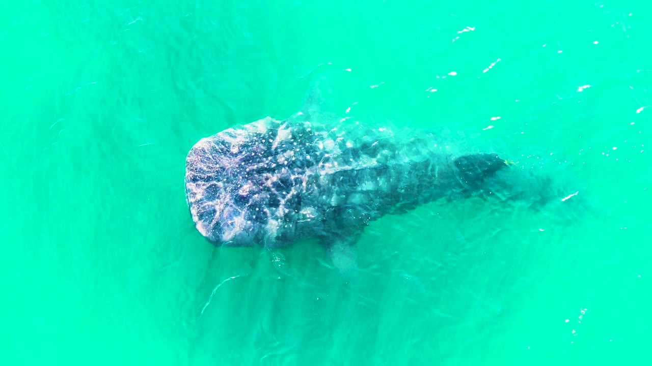 The whale shark stretches diagonally across turquoise water in Bahia De Los Angeles, Mexico, with the tail fading into the water and no visible people.