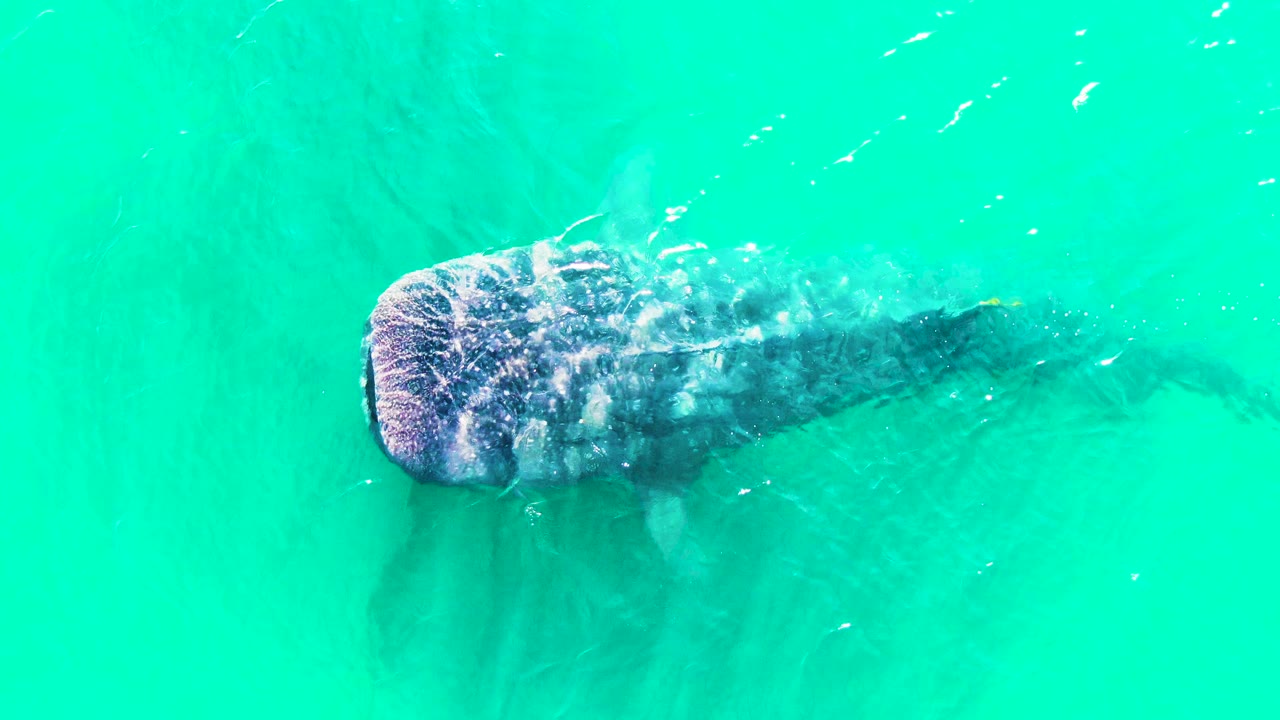 Whale shark broad head under rippled turquoise water.