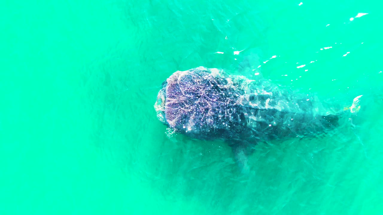 Overhead view of a whale shark near the left side of the frame in turquoise water at Bahia De Los Angeles, Mexico, with no visible people.