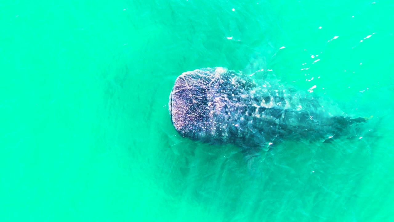 Whale shark gliding under clear blue-green water.