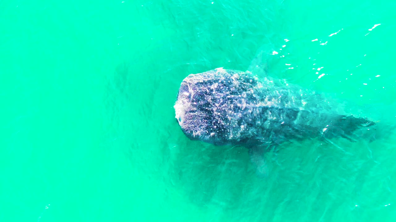 Overhead frame of the whale shark slightly farther across the bright turquoise water in Bahia De Los Angeles, Mexico, with its tail fading under surface distortion and no visible people.