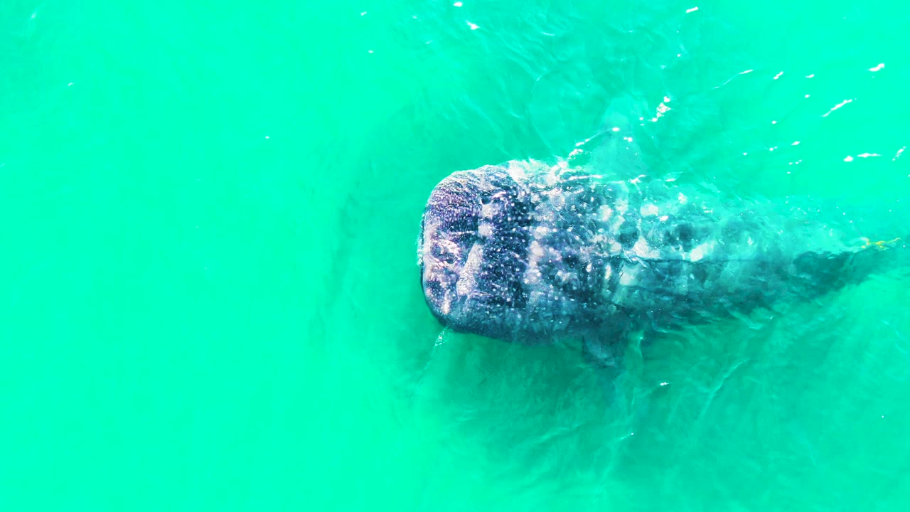 Manatee near the surface of turquoise water