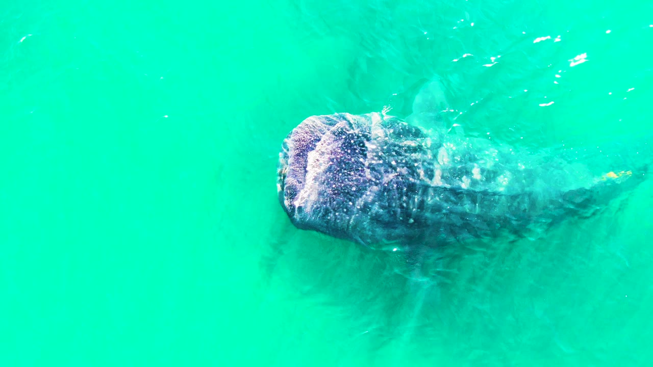 The manatee remains centered under clear turquoise water in Bahia De Los Angeles, Mexico, with its rounded head and body shape visible through surface ripples and no visible people.