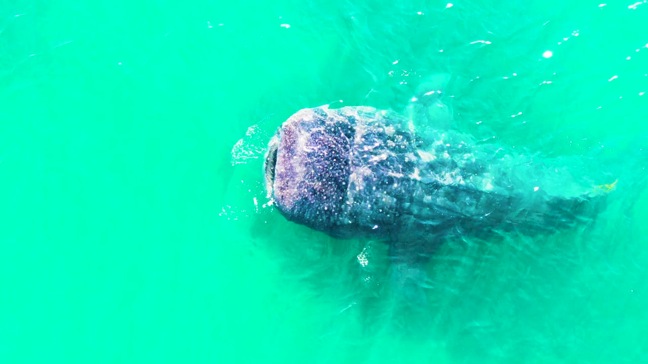 A manatee swims below the rippled turquoise surface in Bahia De Los Angeles, Mexico, with foamy highlights along the head and no visible people.