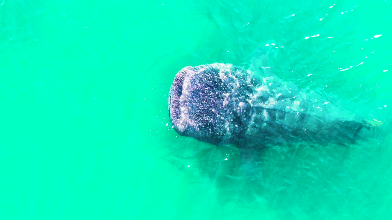 The manatee moves through open turquoise water in Bahia De Los Angeles, Mexico, with more of the body trailing into the water shadow and no visible people.