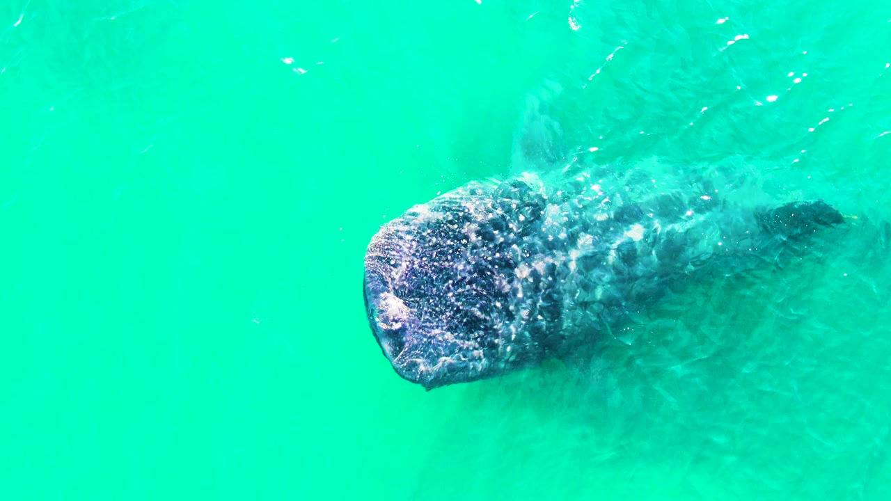 A whale shark is seen from above near the surface of turquoise water in Bahia De Los Angeles, with its broad head left of center and no visible people.
