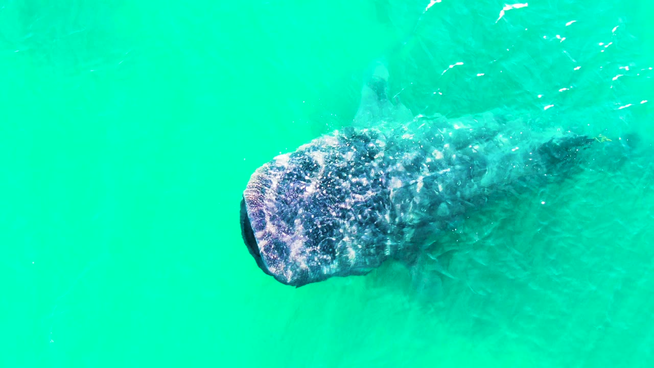 Whale shark gliding under bright turquoise water