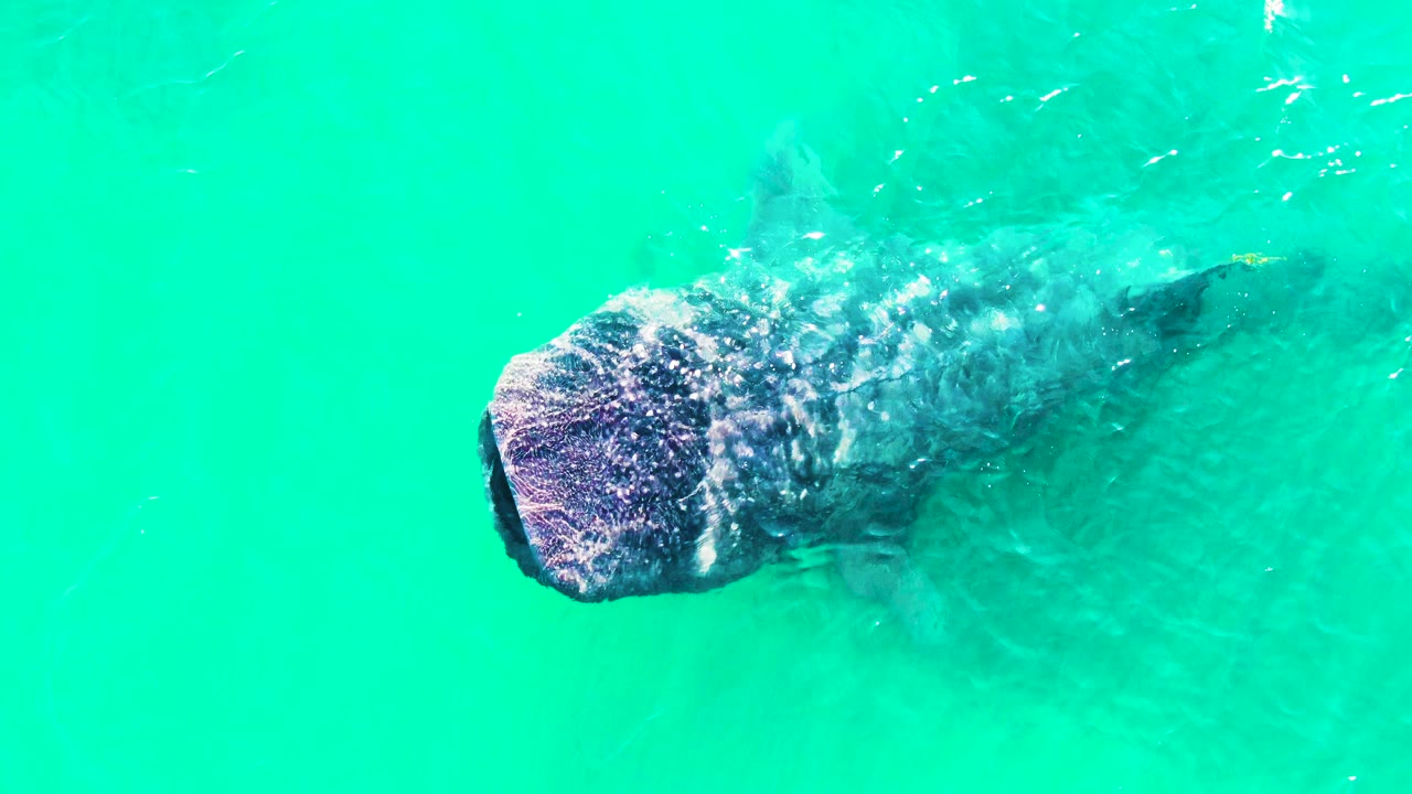 A top-down view shows the whale shark's rounded head and trailing body in bright turquoise water at Bahia De Los Angeles, with no visible people.
