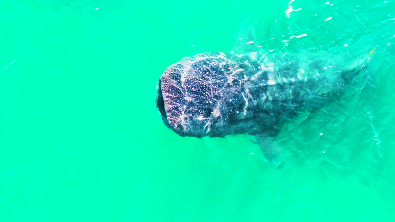 Whale shark head and body below turquoise water.