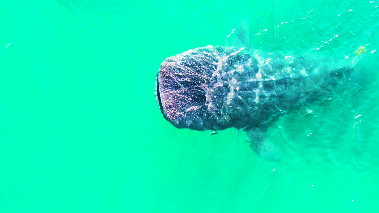 At 0:01, the whale shark remains just below the surface in Bahia De Los Angeles, Mexico, with bright ripples crossing its head and body and no visible people.