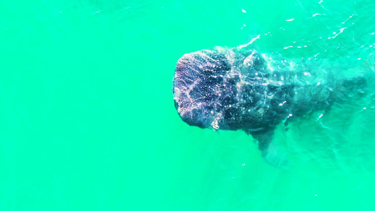 At 0:02, the whale shark sits near the top of the frame in Bahia De Los Angeles, Mexico, with its rounded head clearer than the trailing body and no visible people.