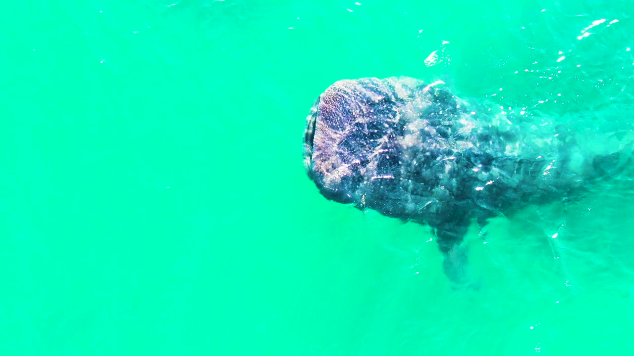 At 0:03, the whale shark appears lower in the frame in Bahia De Los Angeles, Mexico, with a side fin faintly visible beneath the turquoise water and no visible people.