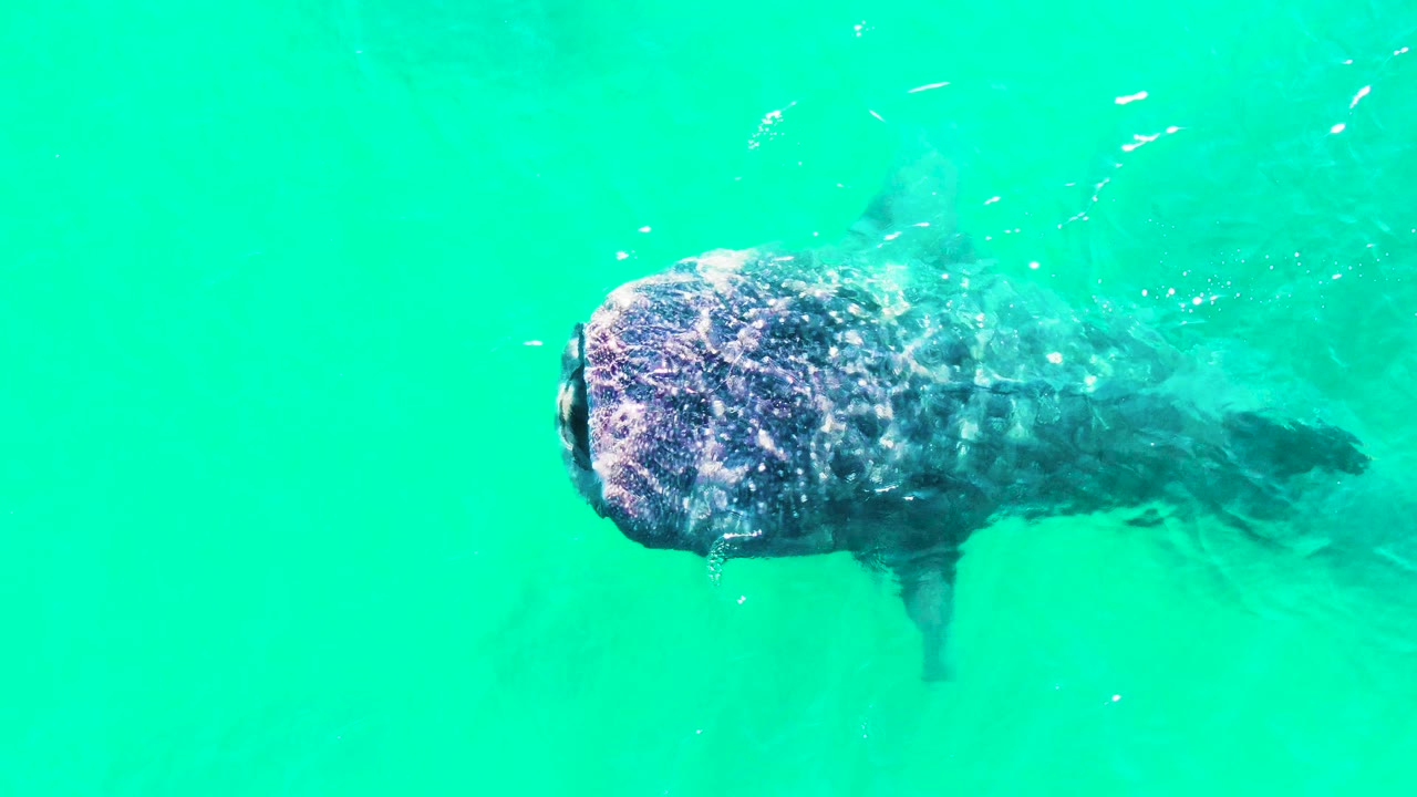 Whale shark beneath turquoise water near the left side of frame.