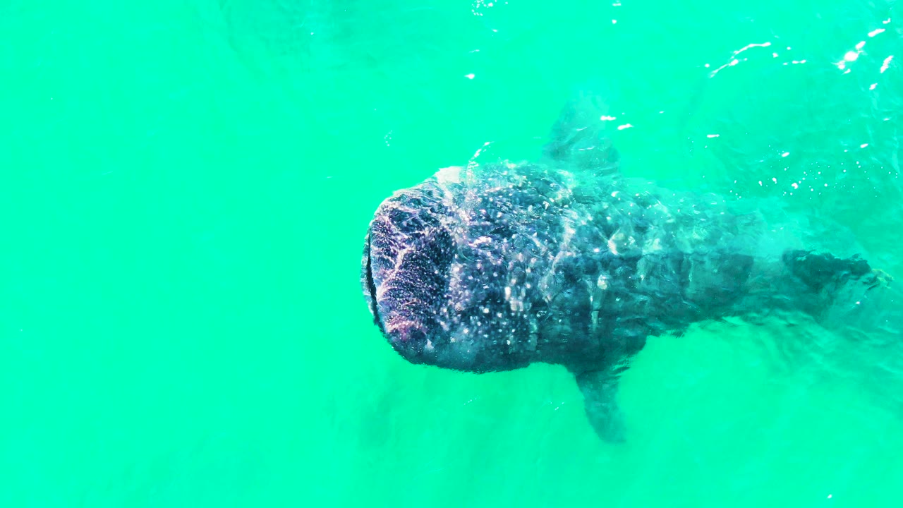 A whale shark appears centered below the surface in Bahia De Los Angeles, its broad head and spotted back visible through bright turquoise water with no visible people.
