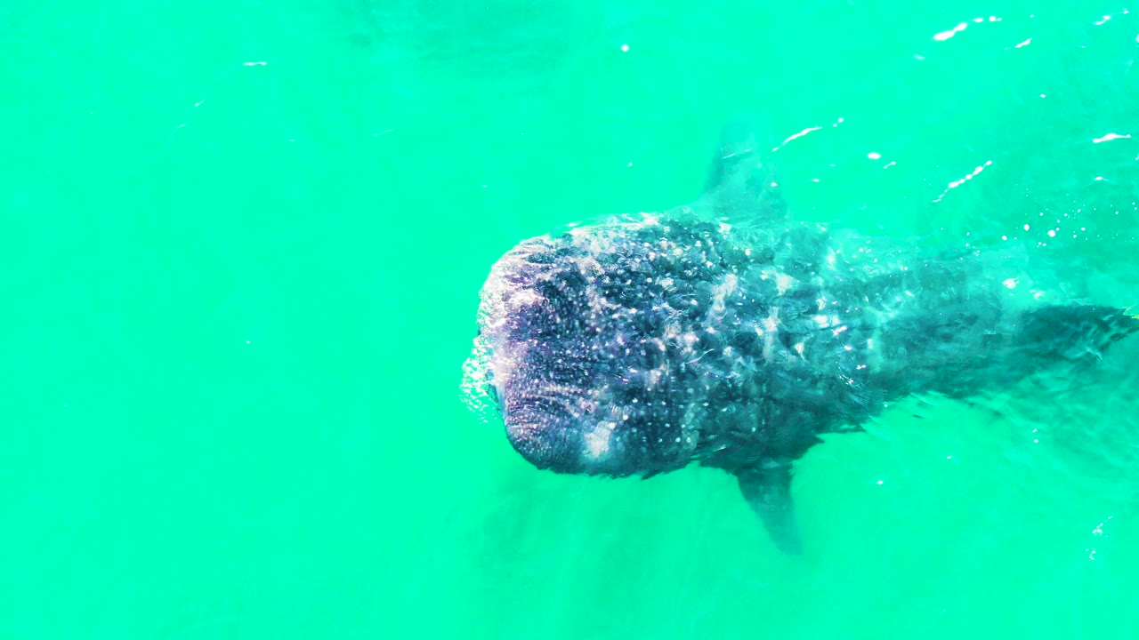 A whale shark continues through turquoise water in Bahia De Los Angeles, with its head more toward the upper left of the frame and its body fading into the water, no visible people.