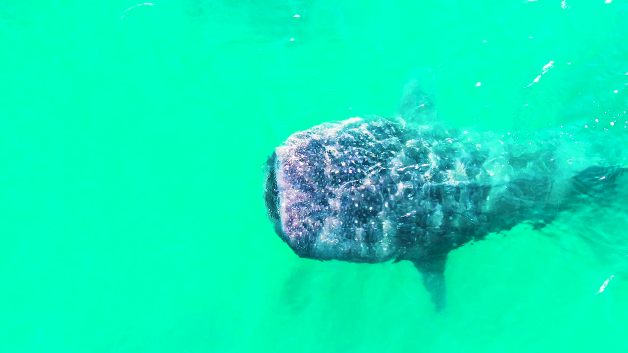 A whale shark passes under clear turquoise water in Bahia De Los Angeles, with a brighter surface band near the top of frame, a visible side fin, and no visible people.