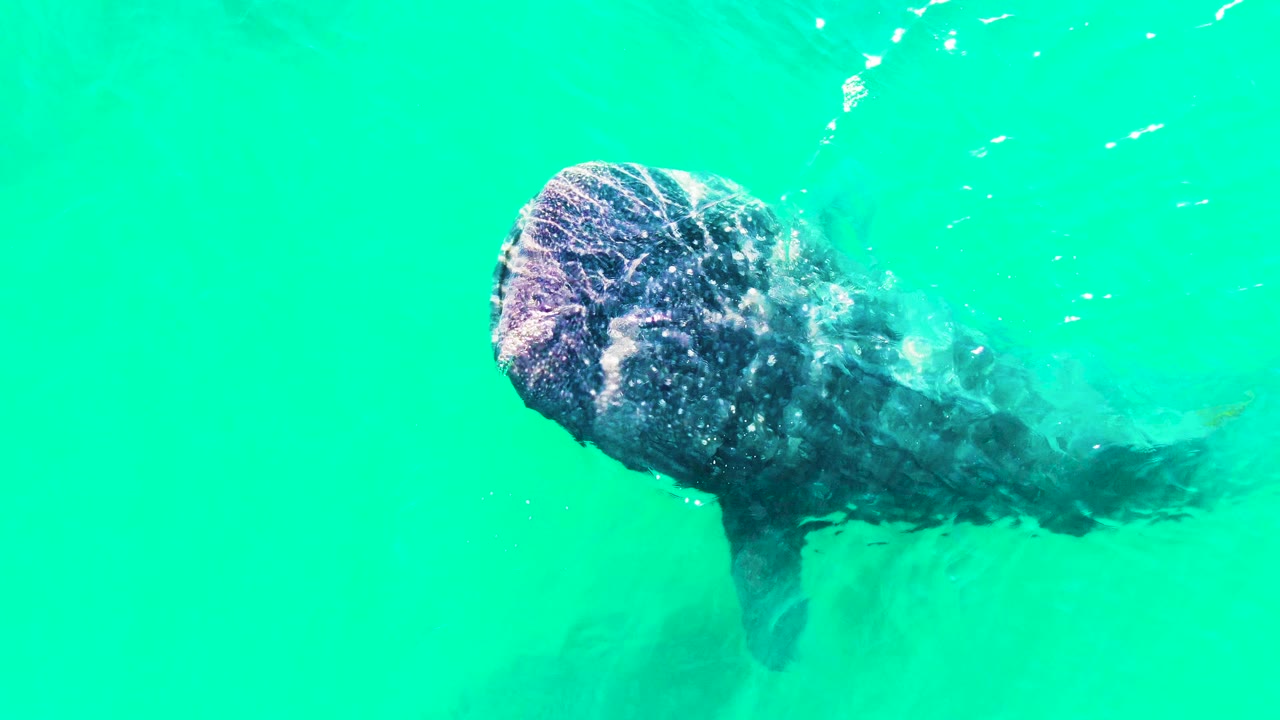 A whale shark swims just under the turquoise water surface in Bahia de los Angeles, Mexico, with bubbles around its head and no visible people.