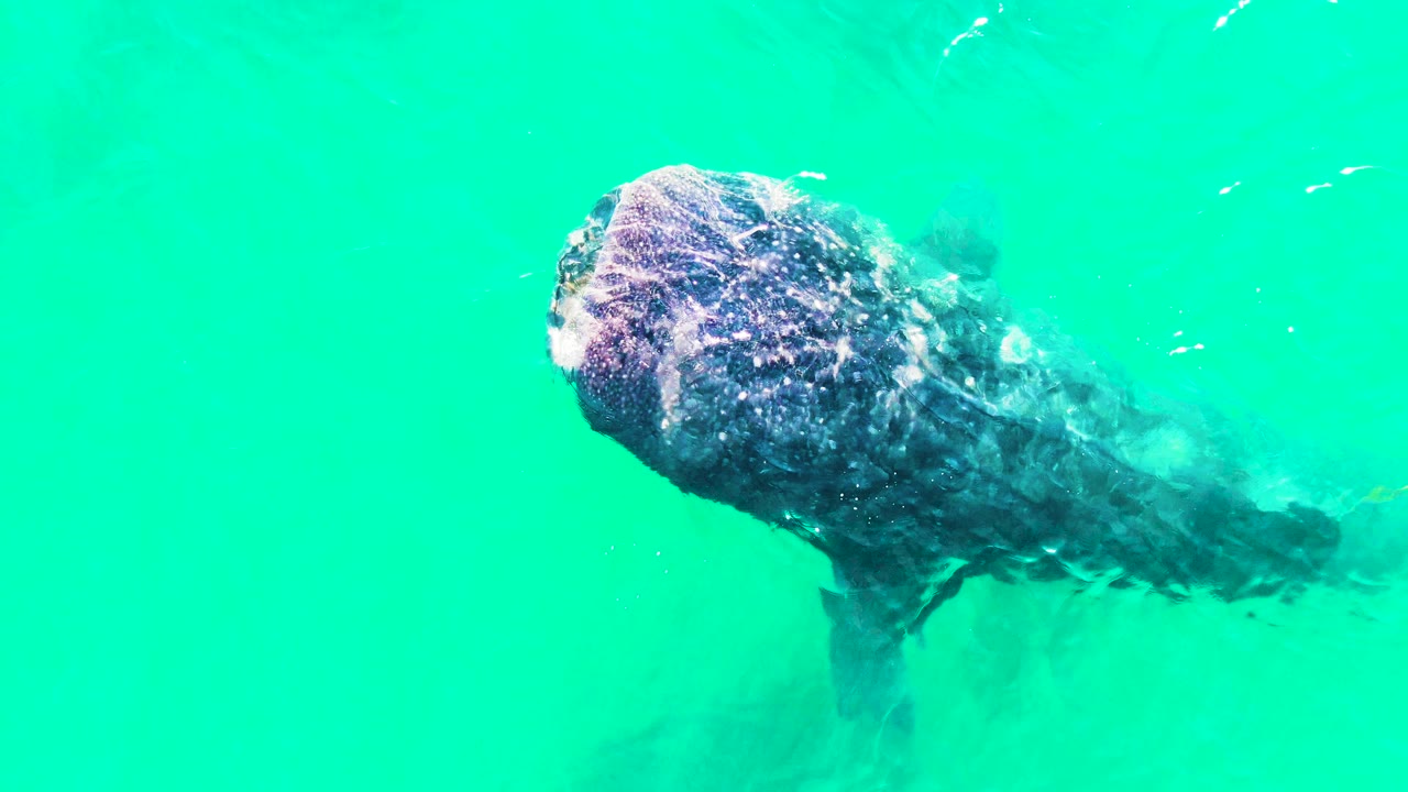 The whale shark continues through clear turquoise water in Bahia de los Angeles, Mexico, with a dark body trailing behind its lighter spotted head and no visible people.