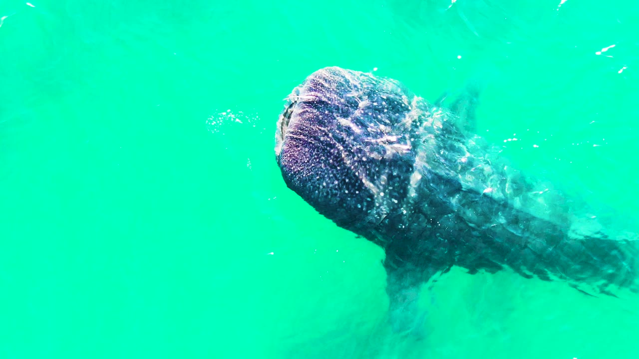 A close view of the whale shark in Bahia de los Angeles, Mexico, shows its spotted head near the surface and body fading into turquoise water, with no visible people.