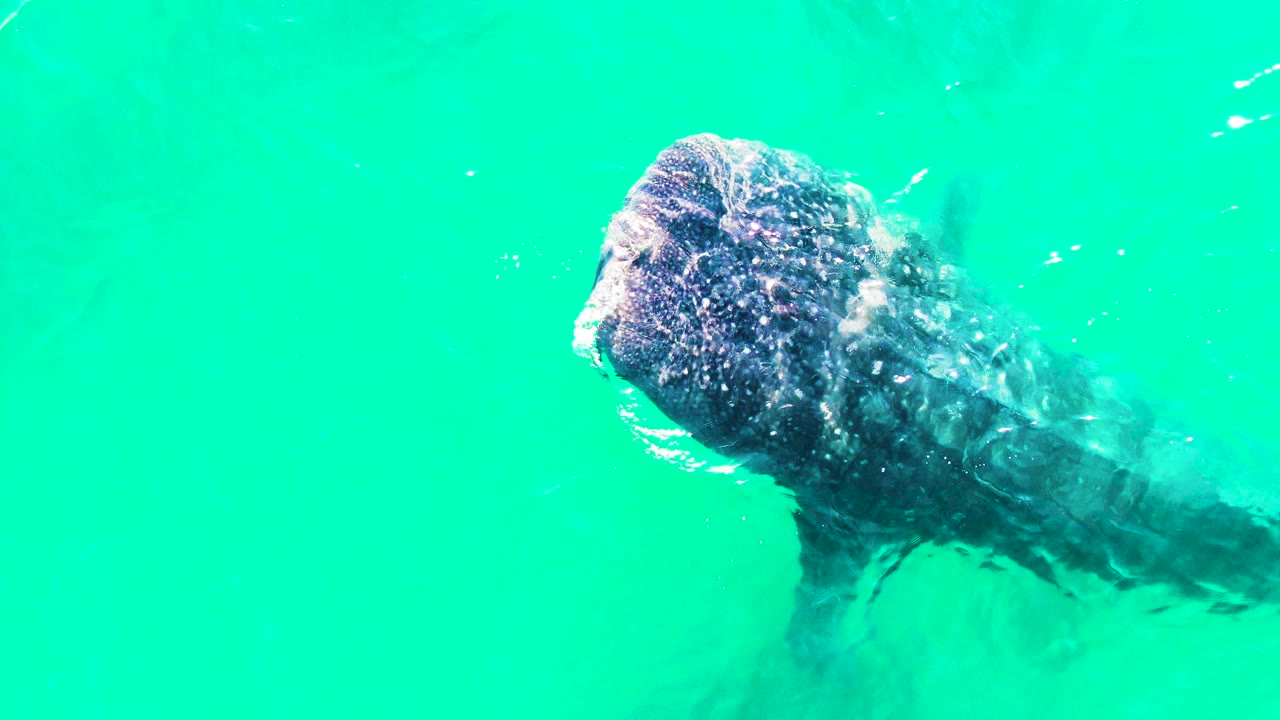 Whale shark angled across turquoise water with bubbles