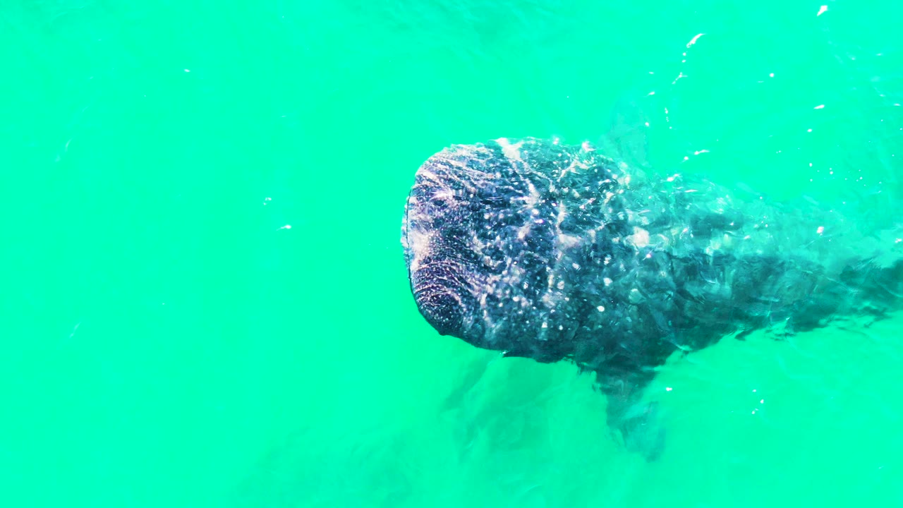Whale shark seen from above beneath bright turquoise water in Bahia De Los Angeles, Mexico, with its broad head near the left side of frame and no visible people.