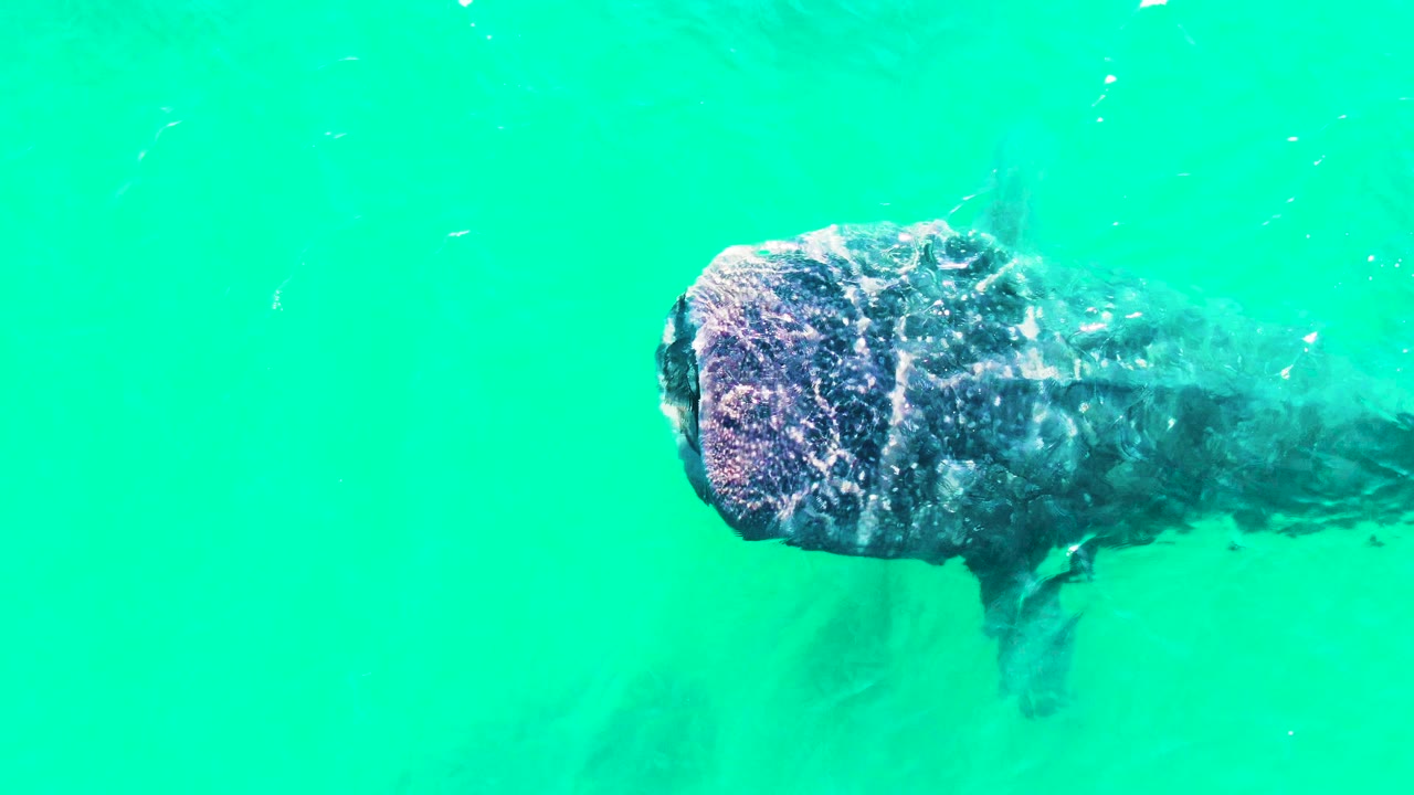 Whale shark under clear green-blue water in Bahia De Los Angeles, Mexico, with surface bubbles around the head and the body trailing to the right, no visible people.