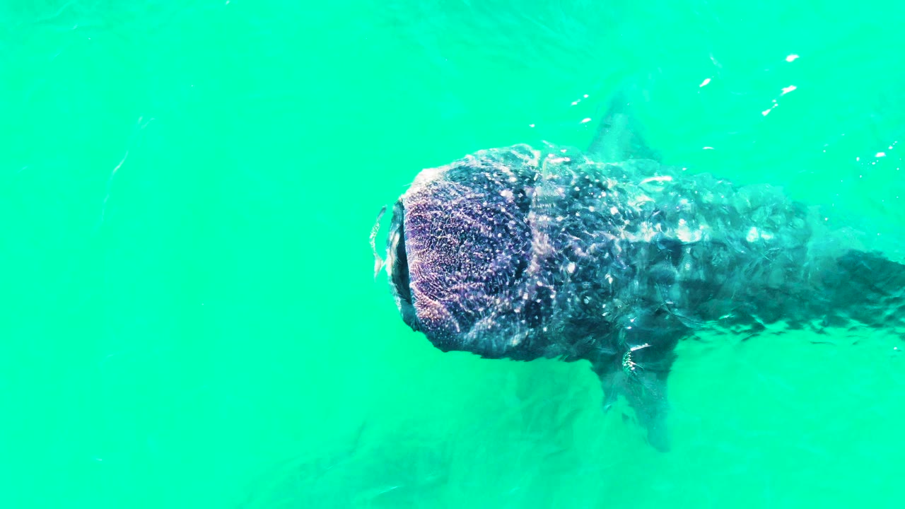 Whale shark swimming below the rippled turquoise surface in Bahia De Los Angeles, Mexico, with the head near center-left and a darker body fading right, no visible people.