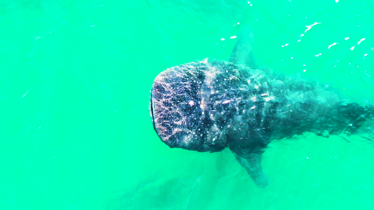 Close overhead view of whale shark in turquoise water