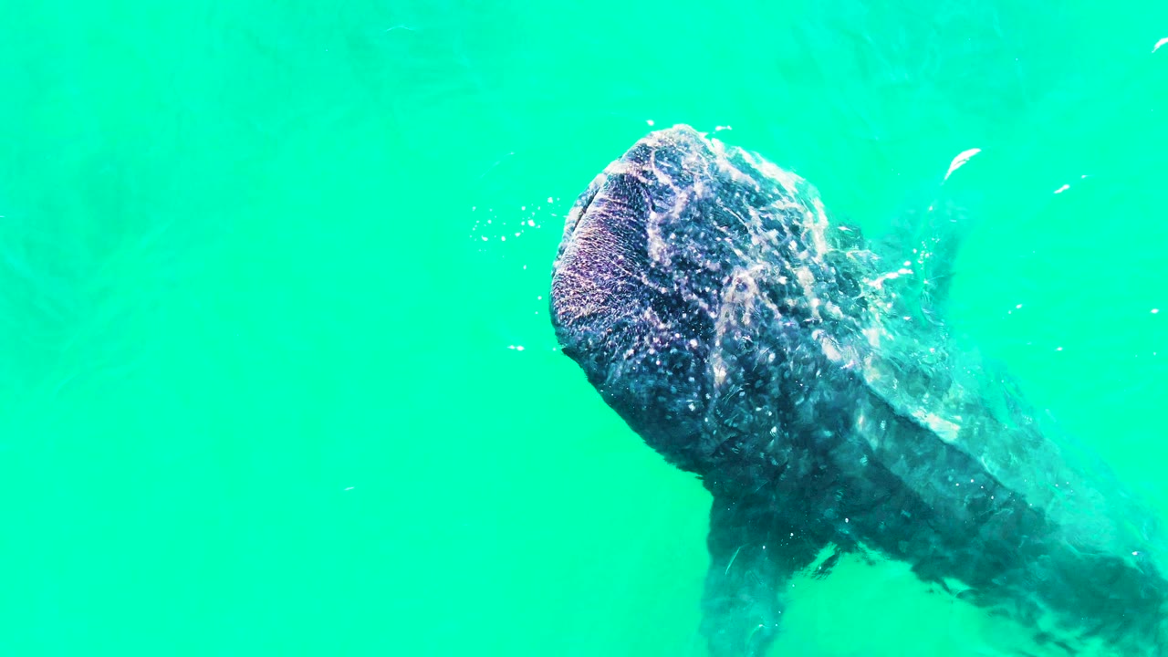 At 0:00 in Bahia De Los Angeles, a whale shark enters the frame diagonally in turquoise water with its mouth open and no visible people.