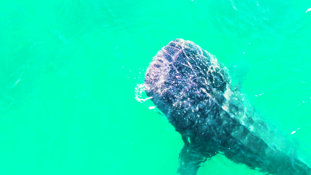 At 0:01 in Bahia De Los Angeles, the whale shark's head sits higher in the frame, with its open mouth catching light beneath rippled turquoise water and no visible people.