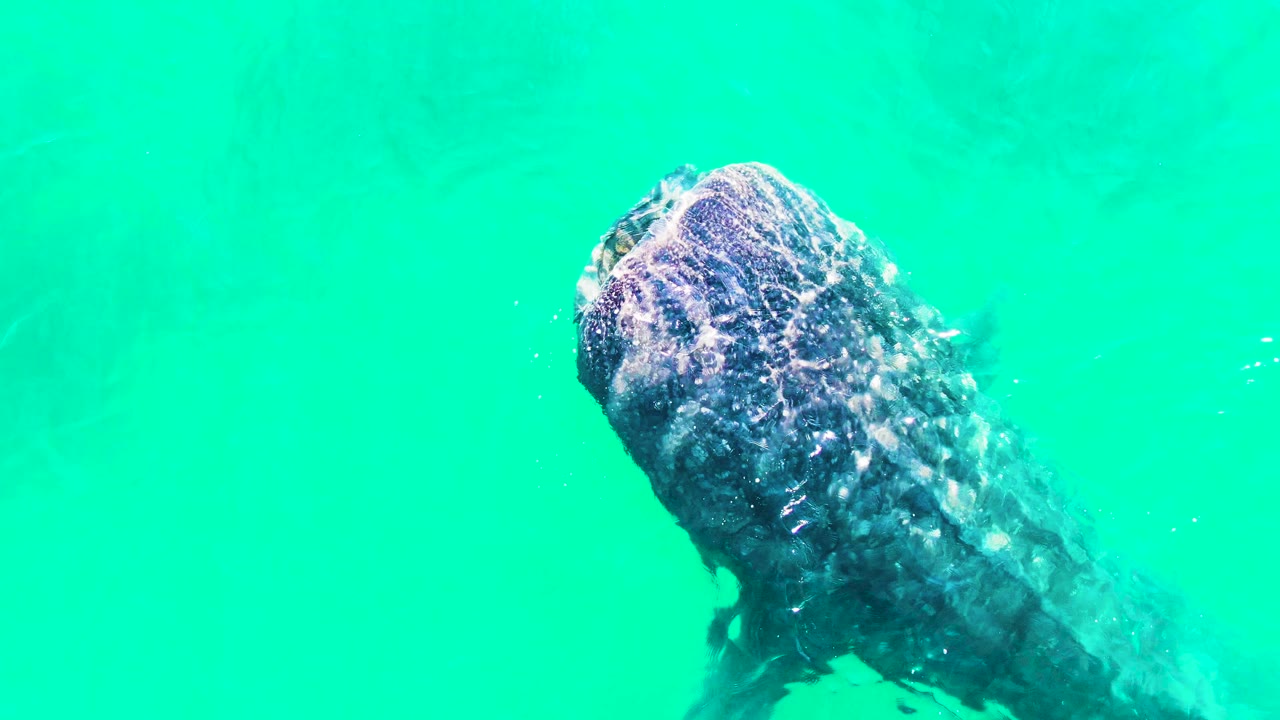 At 0:02 in Bahia De Los Angeles, the whale shark angles across the right side of the frame, with white surface highlights over its head and no visible people.