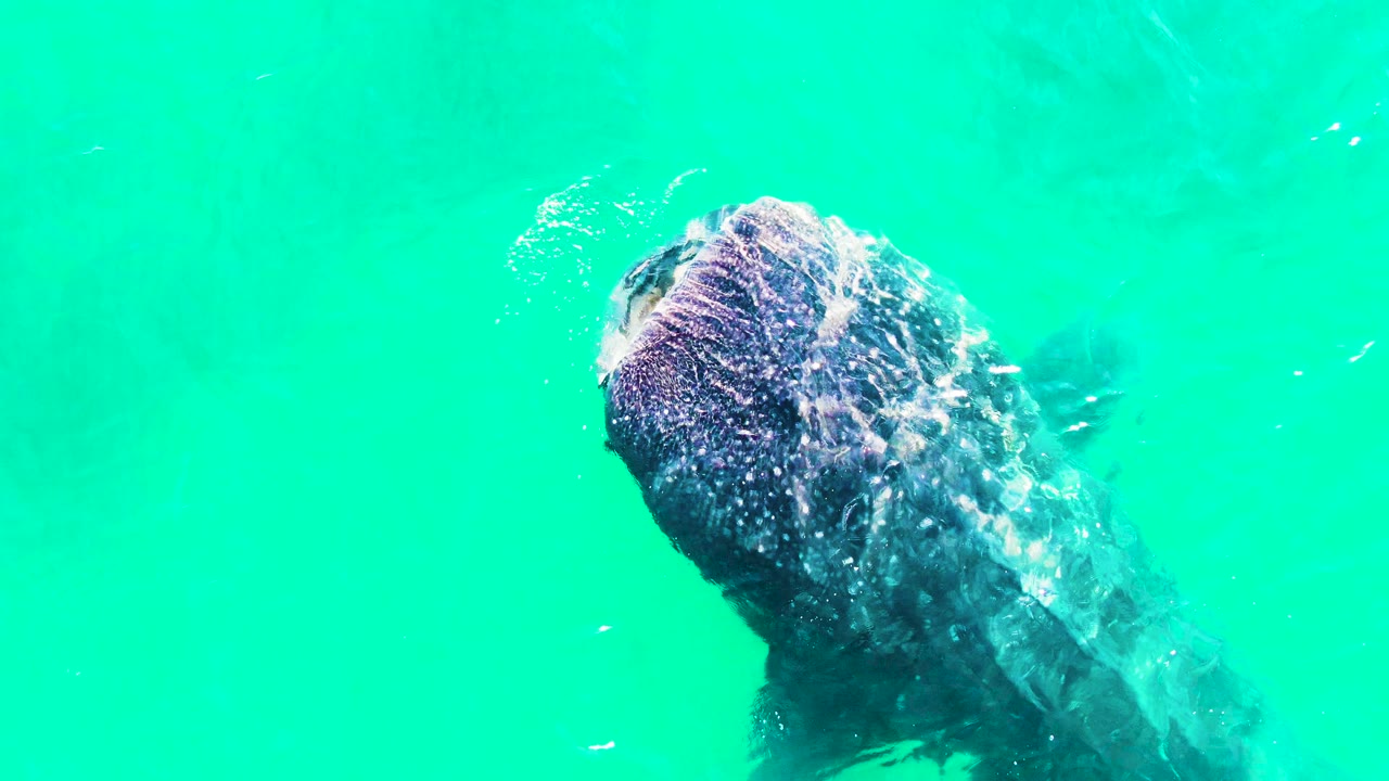 Whale shark passing beneath rippled turquoise surface water