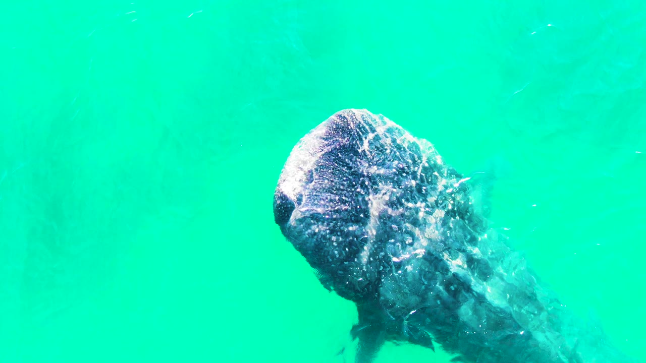 A whale shark is seen from above in Bahia De Los Angeles as its head sits near the upper left of the frame beneath turquoise water, with bubbles and no visible people.