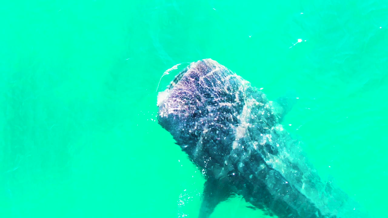 The whale shark remains near the center of the Bahia De Los Angeles frame, with its broad head visible below the bright surface and no visible people.