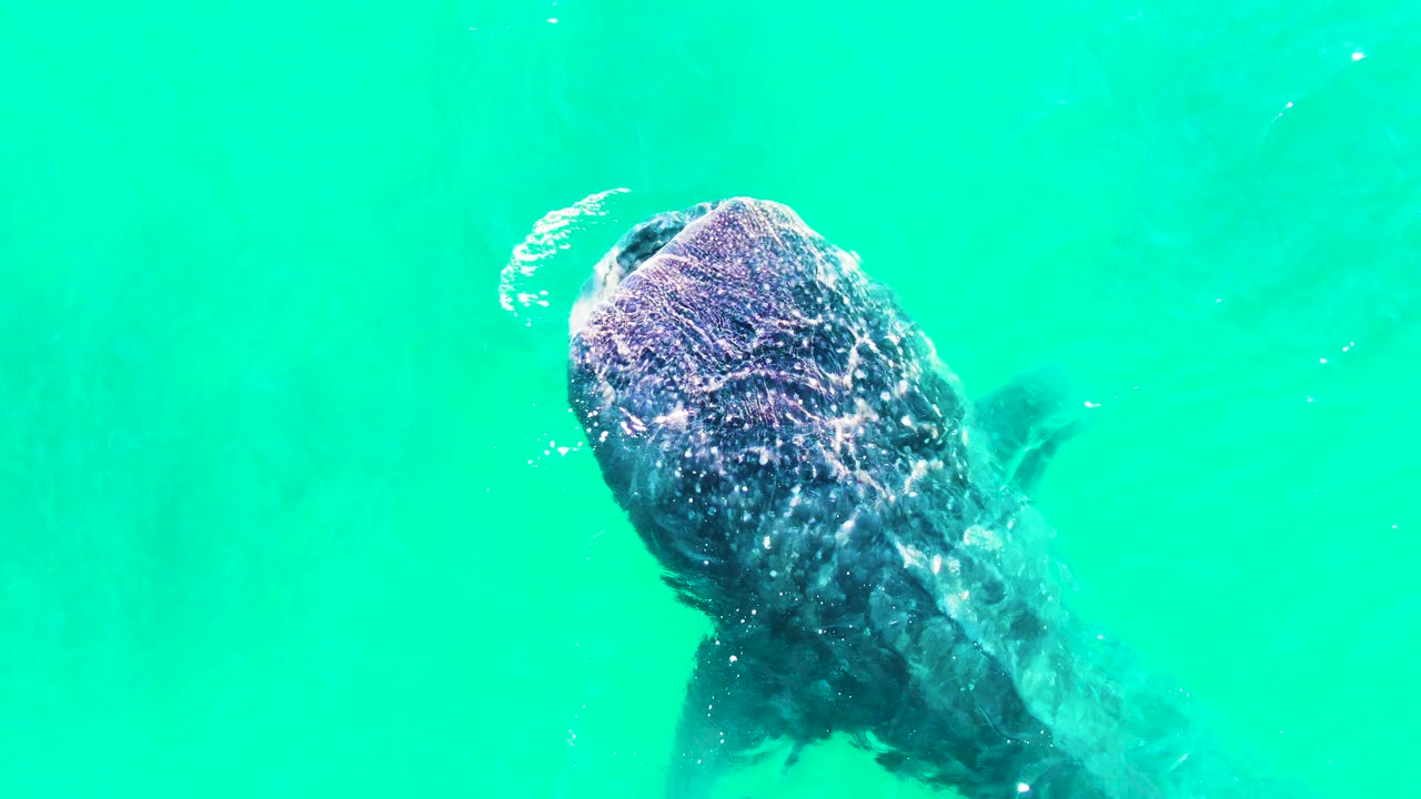 The whale shark shifts toward the right side of the Bahia De Los Angeles frame, with ripples and small bubbles catching light over its head and no visible people.
