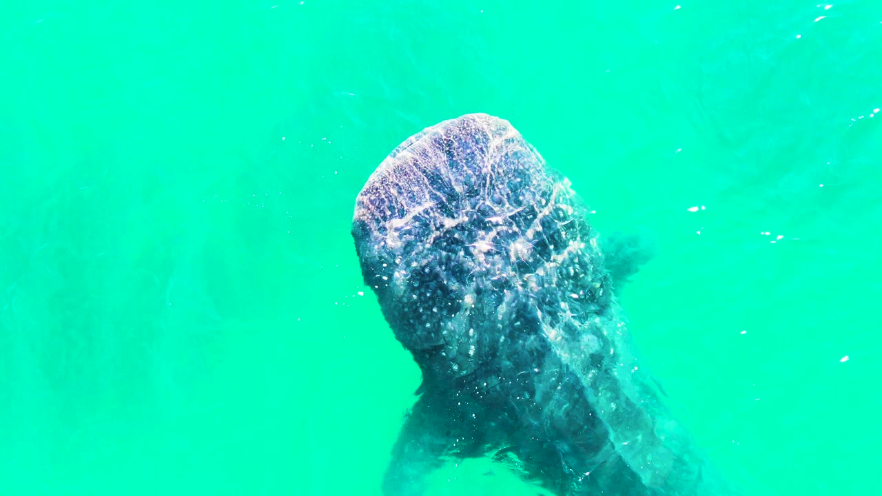Whale shark head under green-blue water with scattered white bubbles.
